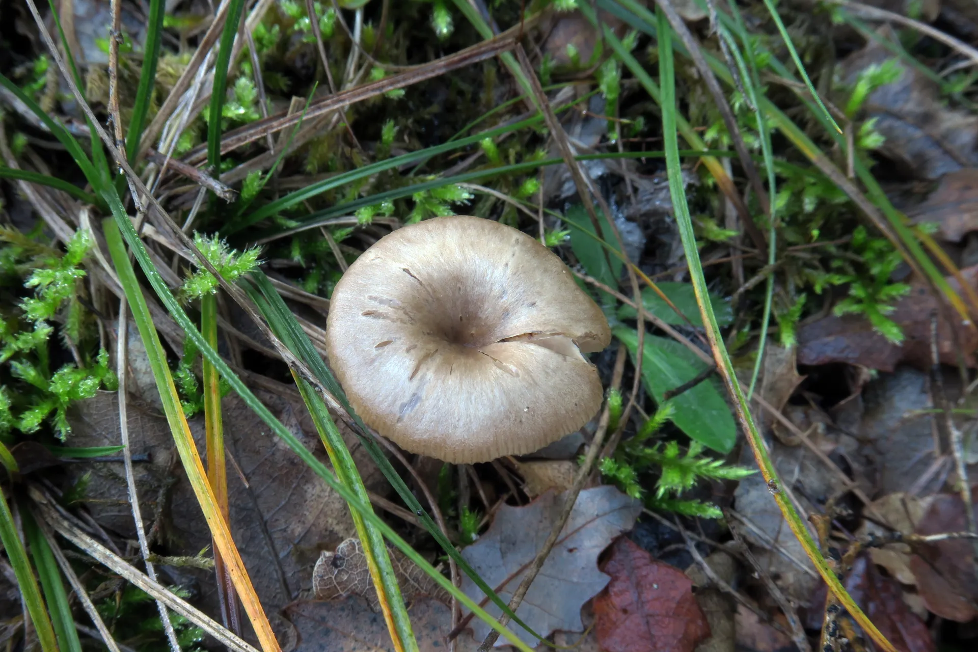 Tephroderma fuscopallens - 1 - IMG_2492